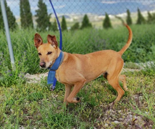 LINDA (F) / x-podenco / Abyda