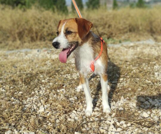 MIKI (M) / X-Podenco / Abyda