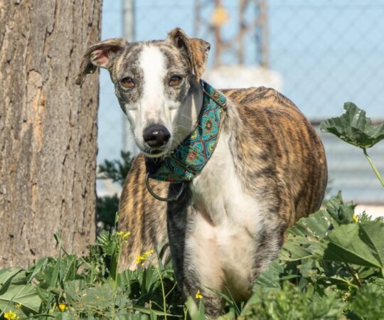 Mila (F) / Refuge de Carmona