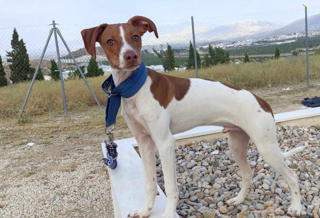 Pedrito (M) Chiot Pod / Refuge d’Abyda