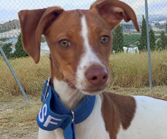 PEDRITO (M) Podenco / Abyda