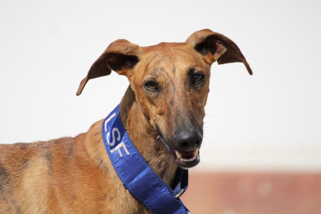 Polo (M) / Refuge FBM.