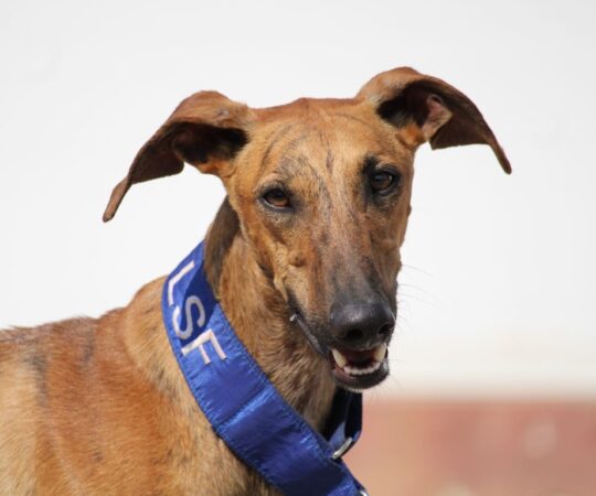 Polo (M) / Refuge FBM