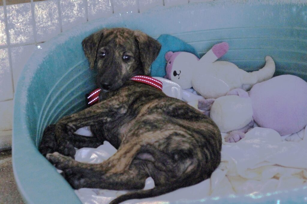 Aladin Chiot (M) Refuge d’Ecija Adopté
