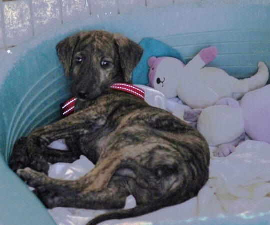 Aladin Chiot (M) Refuge d’Ecija.