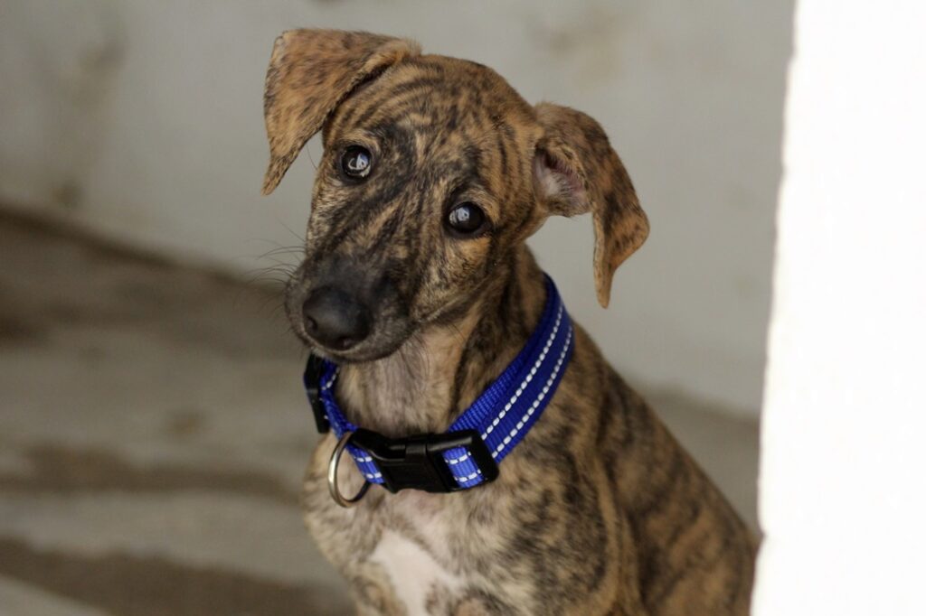 Aloé Chiot (F) / Refuge d’Ecija Adoptée