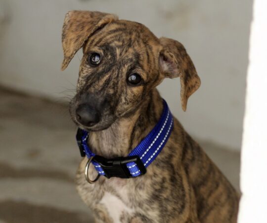 Aloé Chiot (F) / Refuge d’Ecija