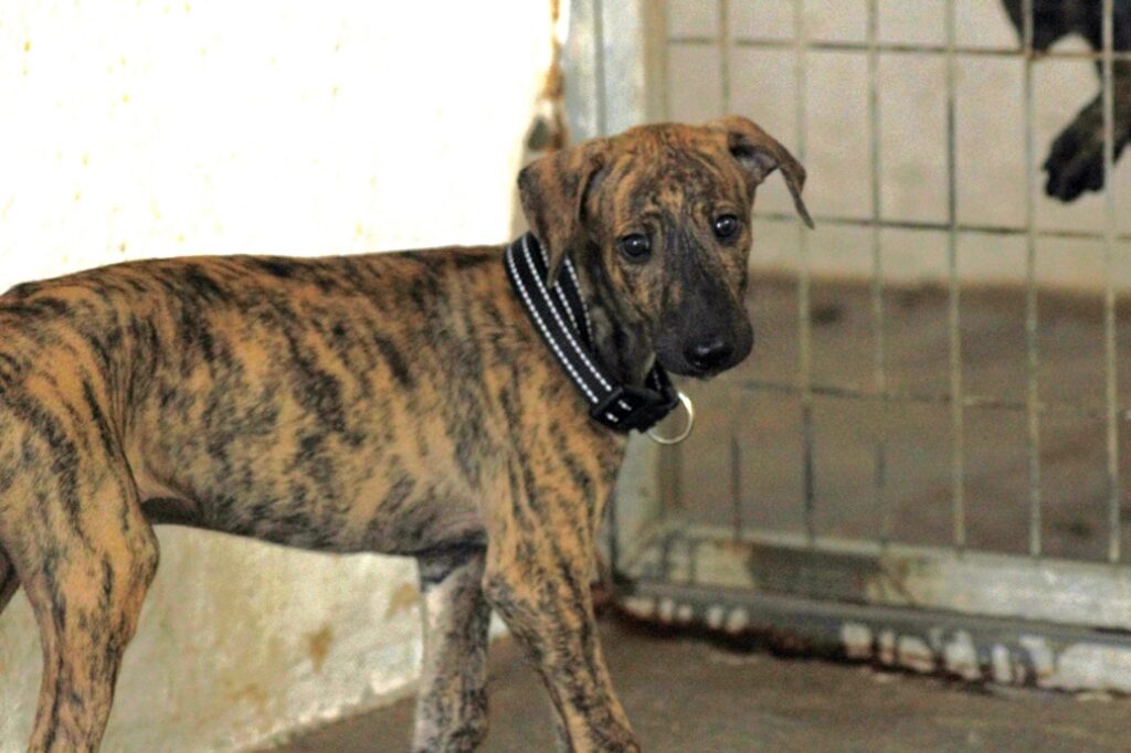 Arrow Chiot (M) / Refuge d’Ecija Adopté