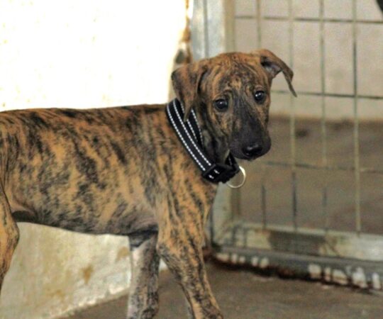Arrow Chiot (M) / Refuge d’Ecija