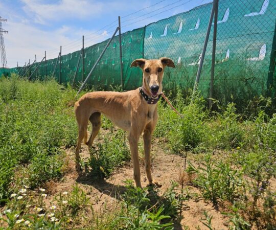 Chica (F) Refuge de Carmona