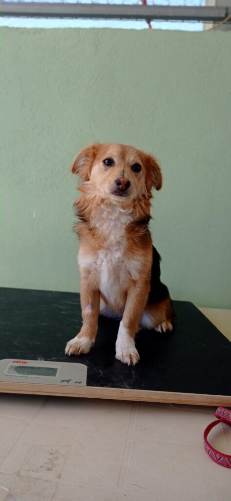 ESPERANZA (F) / Mix / Abyda Adoptée