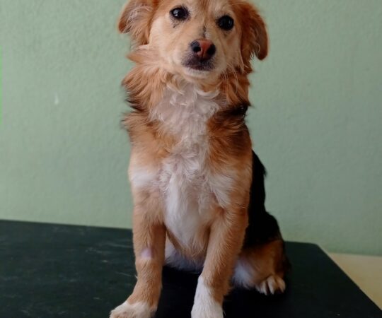 ESPERANZA (F) / Mix / Abyda Adoptée
