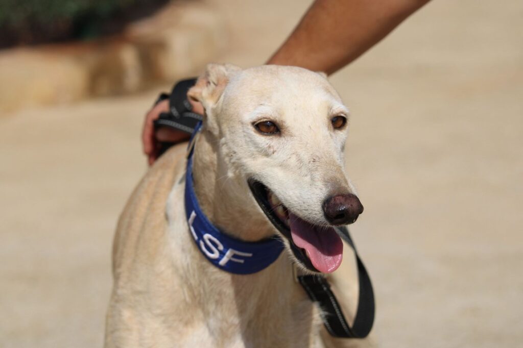 Gardenia (F) Refuge de la FBM Adoptée