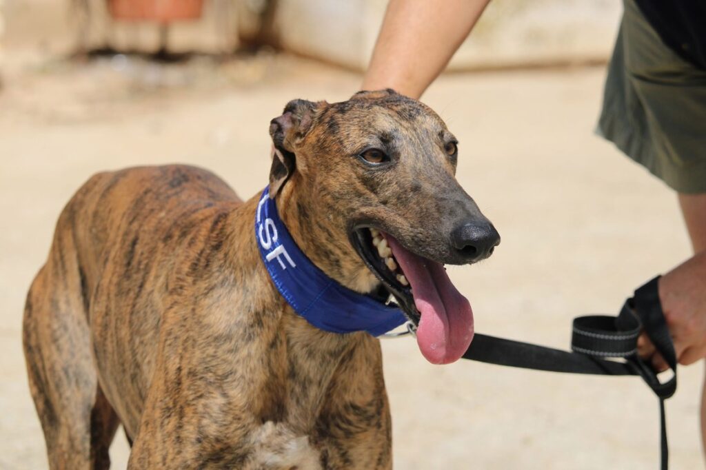 Gracielo (M) / FBM