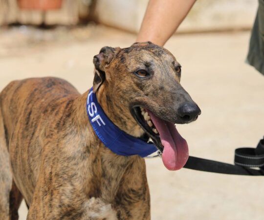 Gracielo (M) / FBM