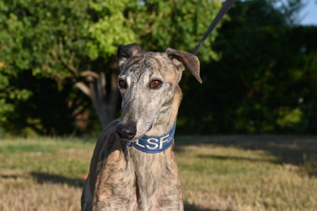 Juanillo (M) Déjà en France en accueil dans le 60