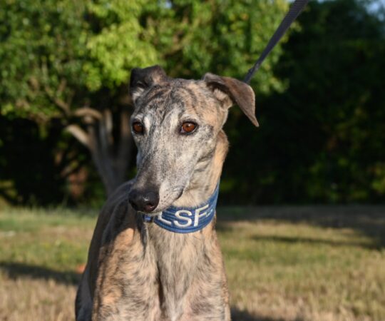 Juanillo (M) Déjà en France en accueil dans le 60