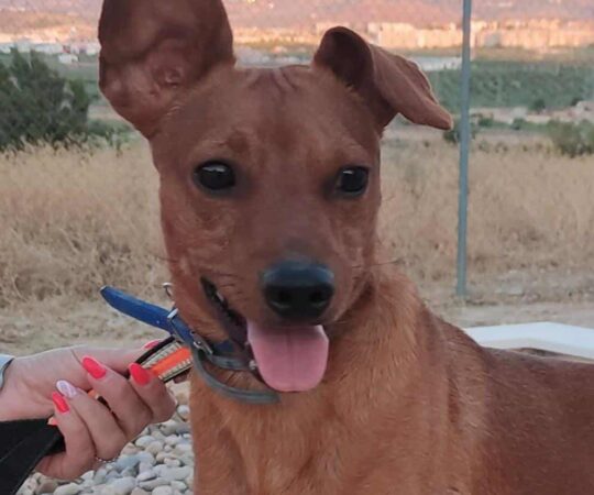 LUCKY (M) / Podenco / Abyda