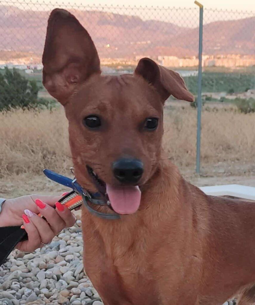 LUCKY (M) / Podenco / Abyda