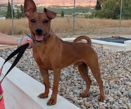 LUCKY (M) / Podenco / Abyda