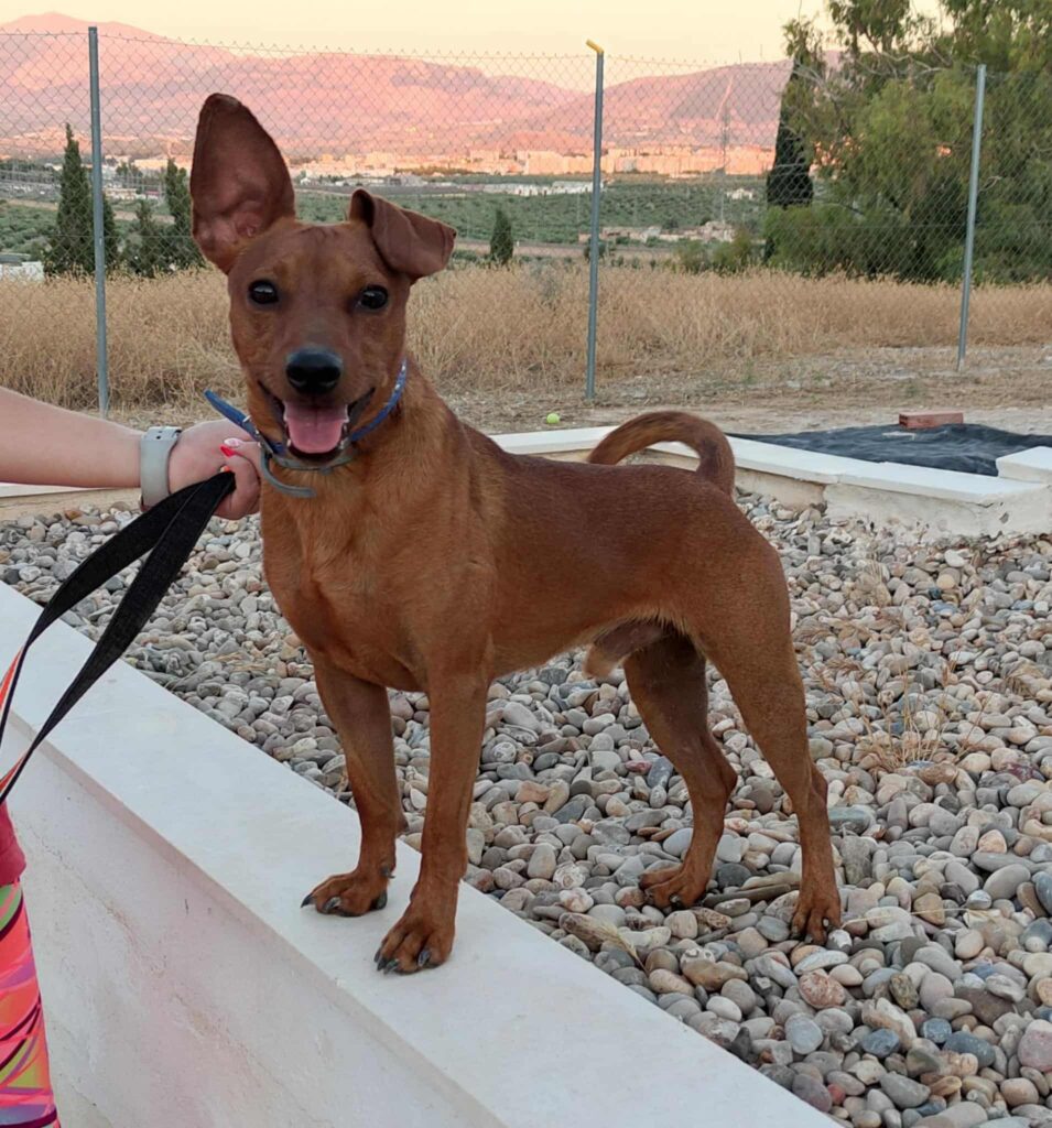LUCKY (M) / Podenco / Abyda