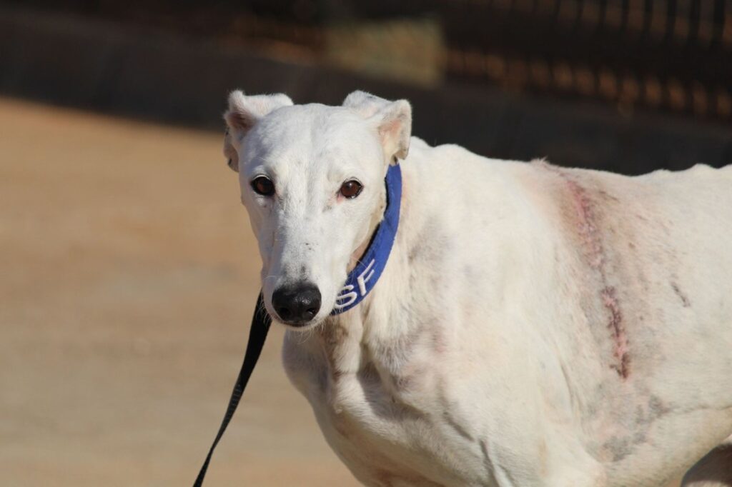 Nicolay (M) / Adopté