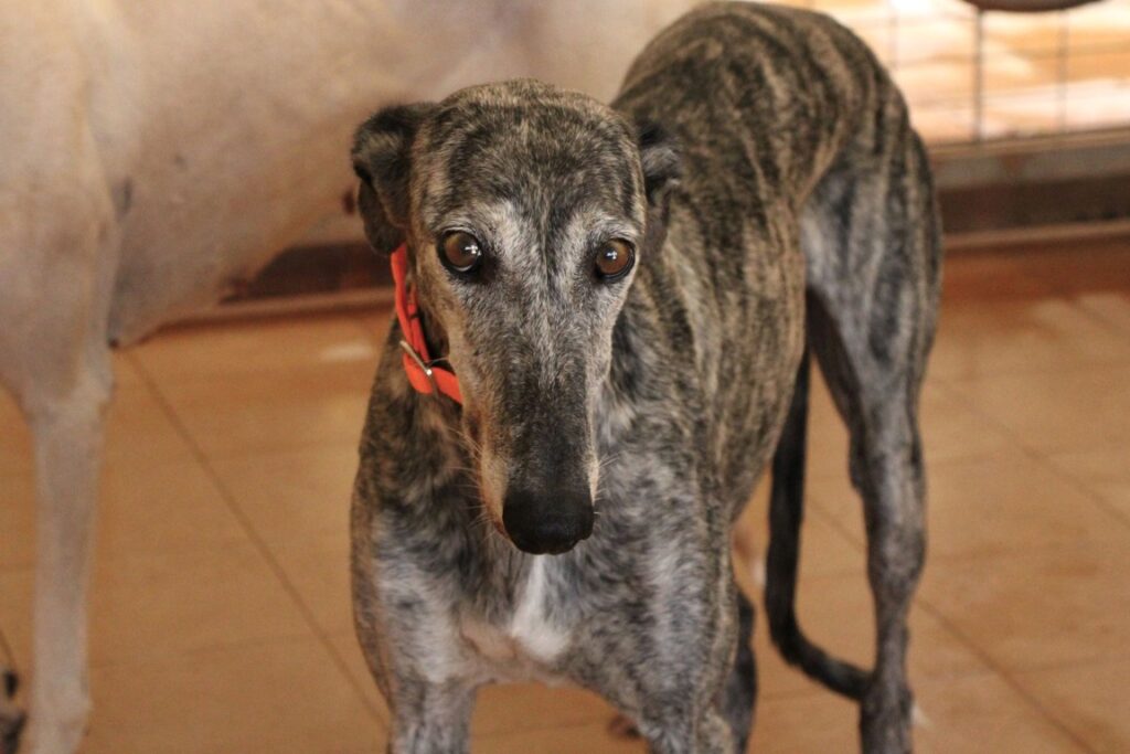 Nidia (F) Adoptée