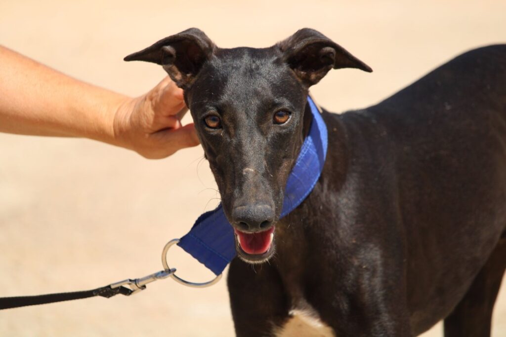 Piero (M) Chiot de 6 mois/ Refuge de la FBM