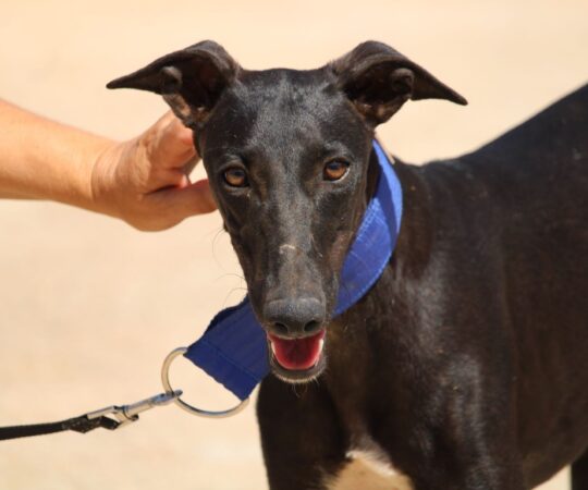 Piero (M) 6 mois Refuge de la FBM