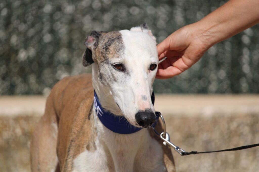 Pinolo (M) Refuge de la FBM Adopté