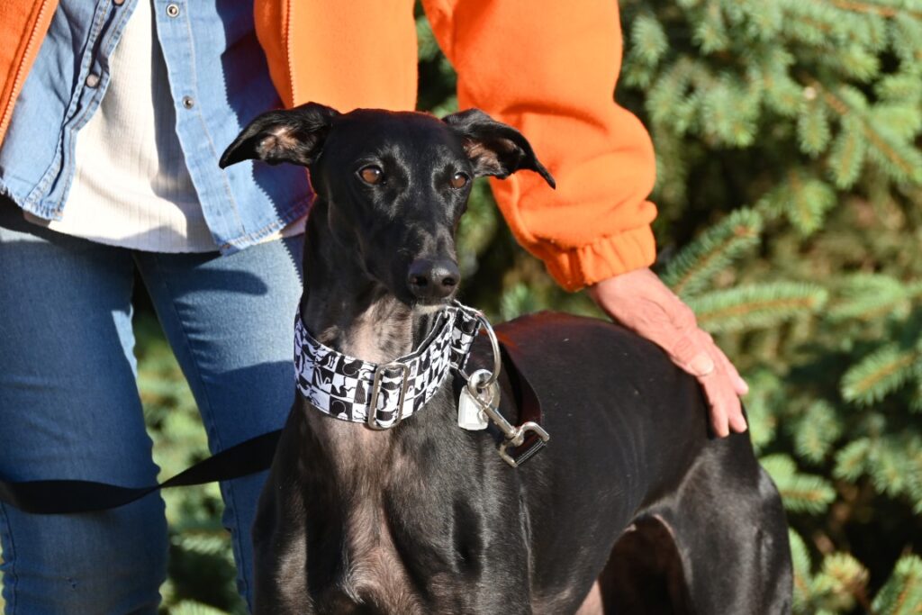 Pipper (F) / Déjà en France en accueil dans le 27