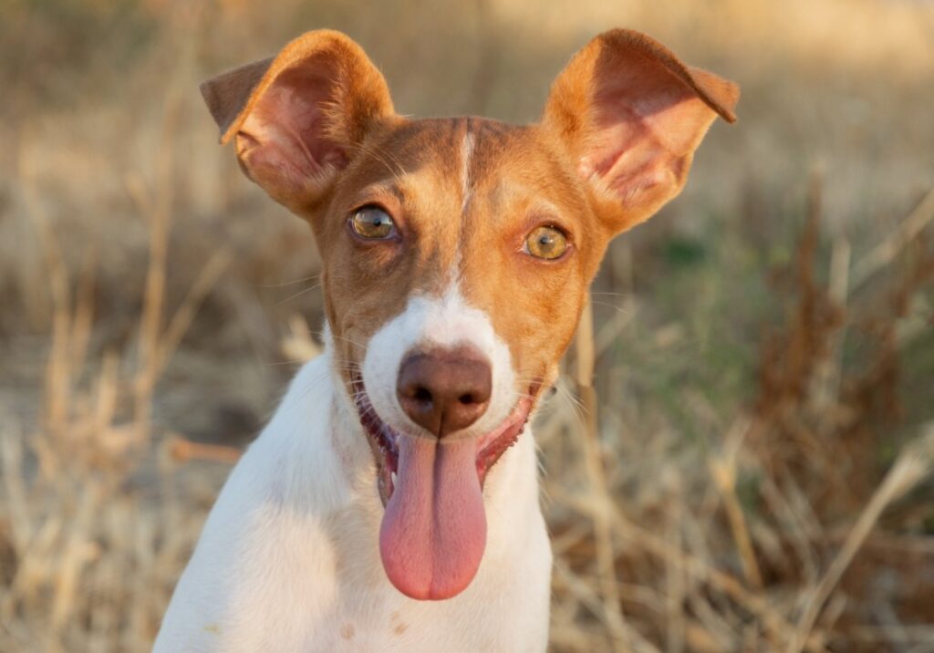 Puka (F) Chiot Pod / Refuge de Carmona