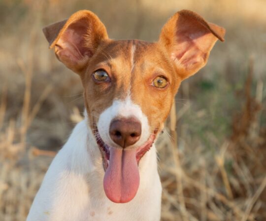 Puka (F) Chiot Pod / Refuge de Carmona