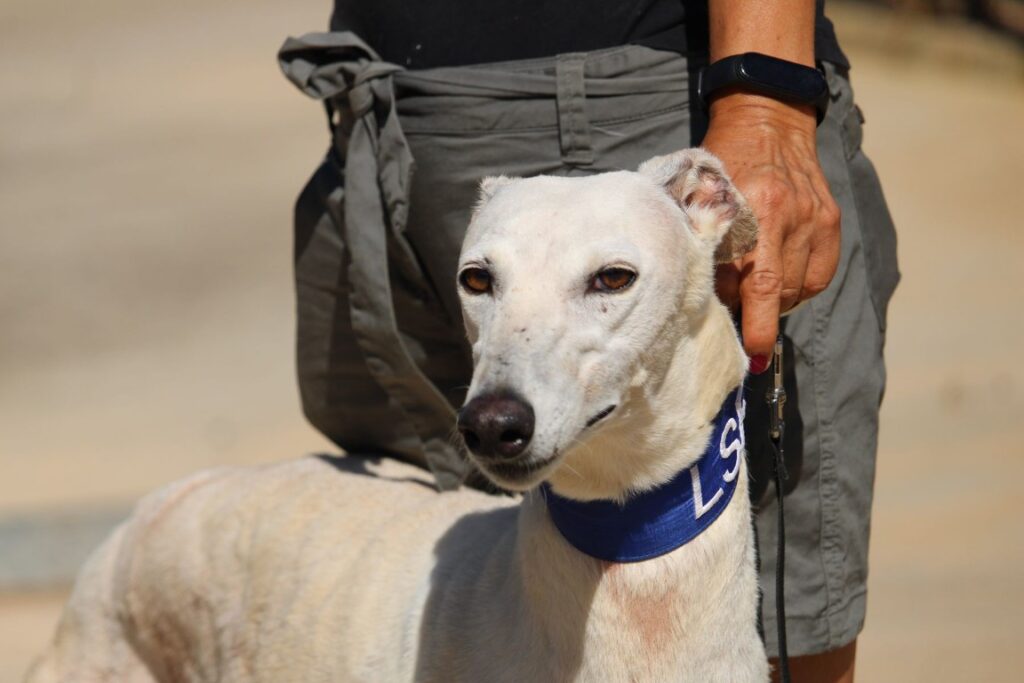 Rita (F) Déjà en France en accueil dans le 85