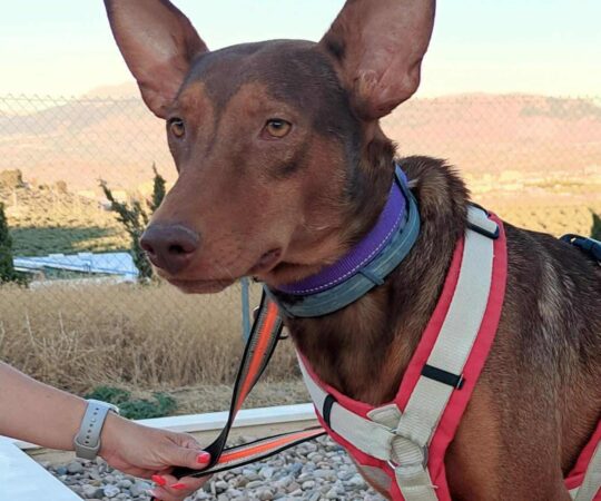 RUFUS (M) / Podenco / Abyda