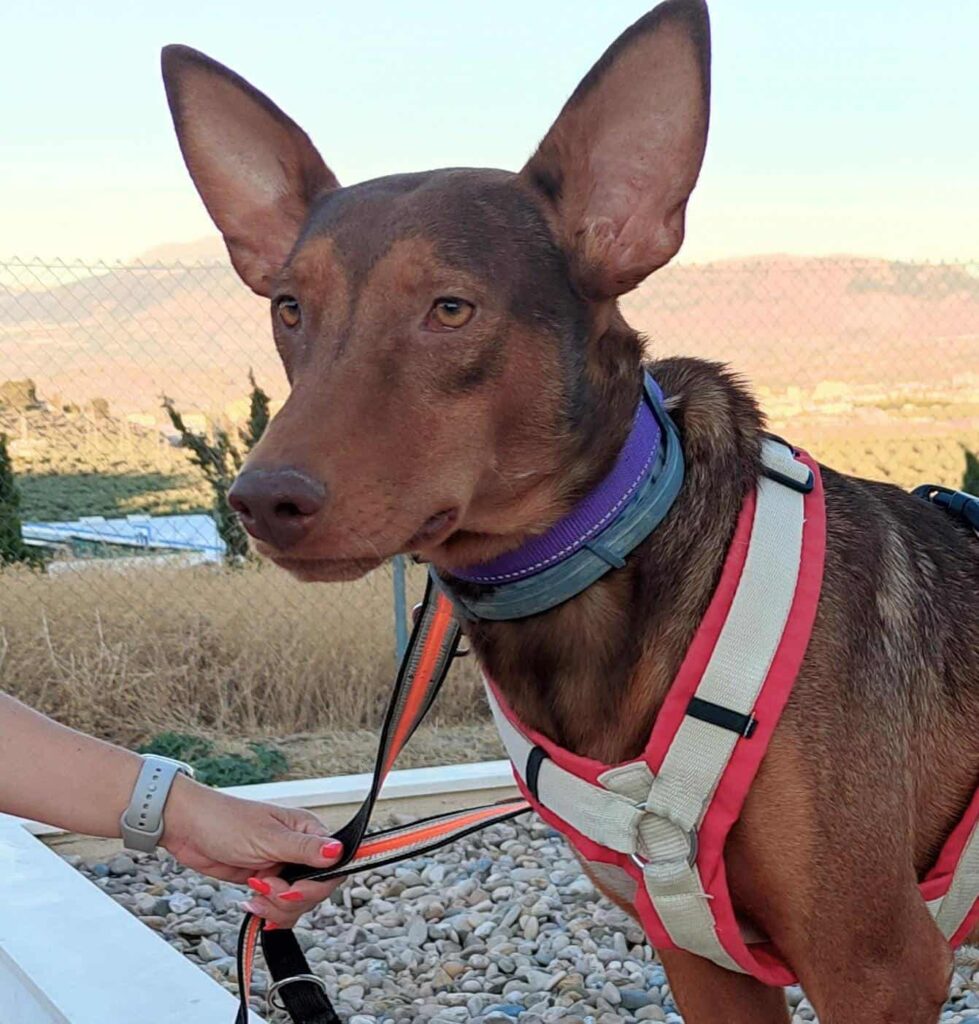 RUFUS (M) / Podenco / Abyda