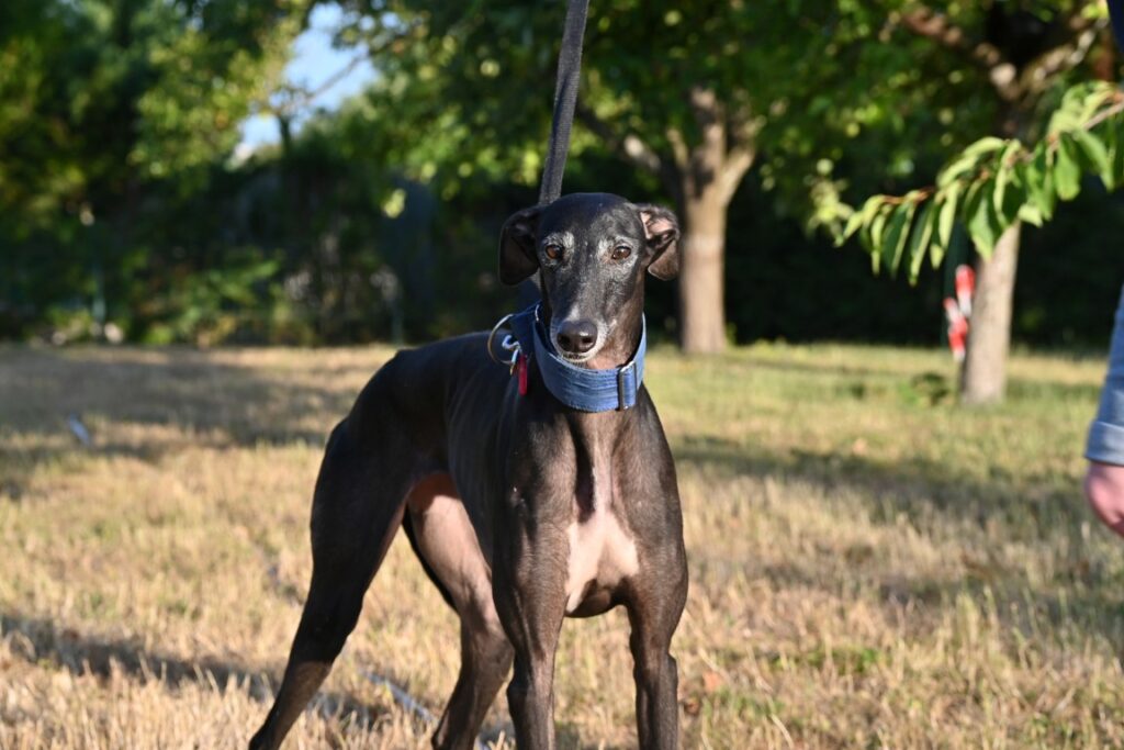 Vénédita (F) / Adoptée