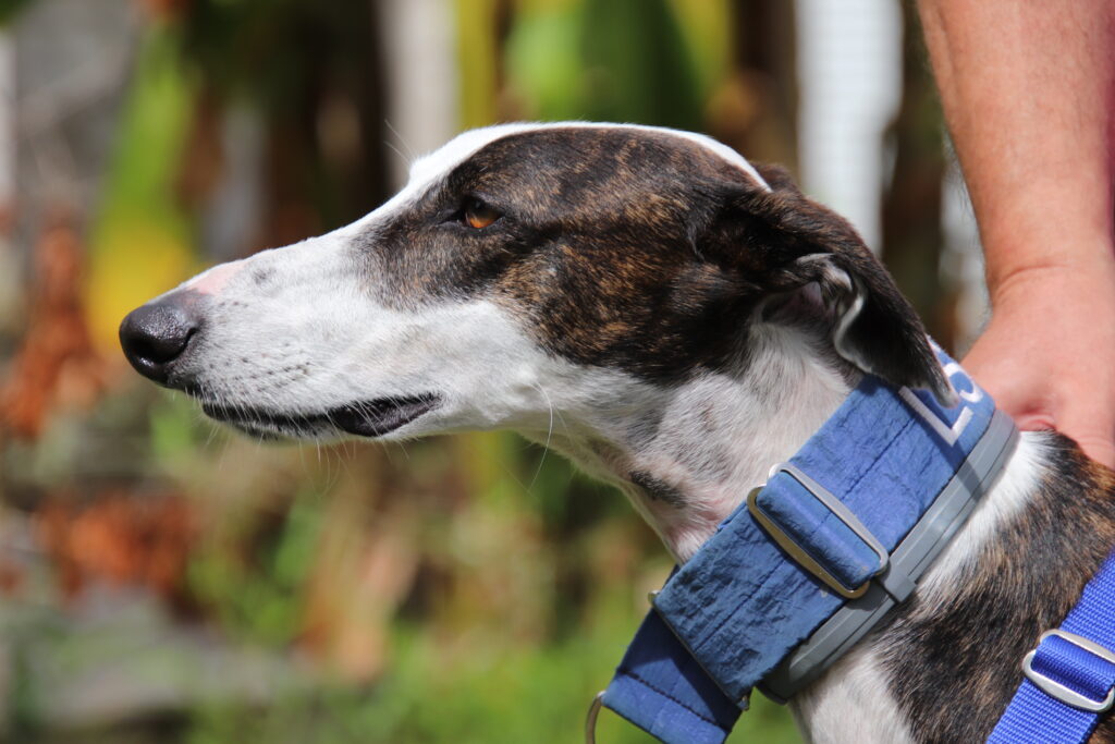 Ziggy (M) / Adopté