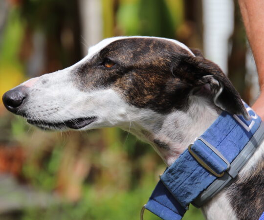 Ziggy (M) / Déjà en France en accueil dans le 37