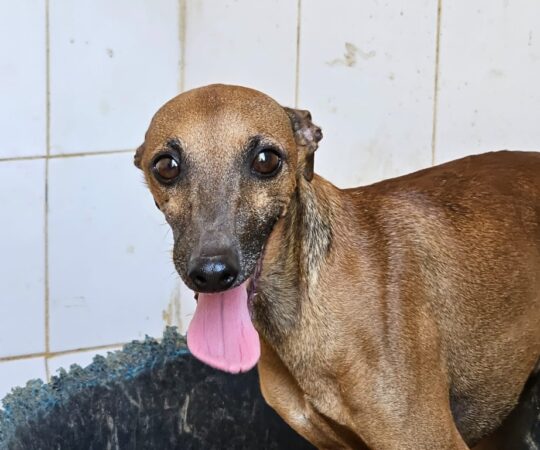 Alejandro (M) PLI / Refuge de Carmona.