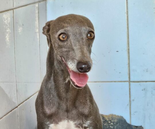 Andy (M) PLI / Refuge de Carmona.