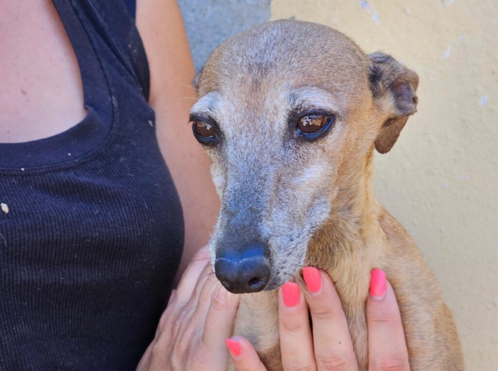 Barbara (F) PLI / Refuge de Carmona