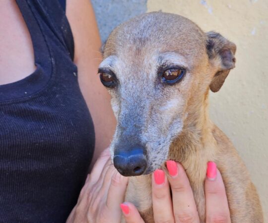 Barbara (F) PLI / Refuge de Carmona