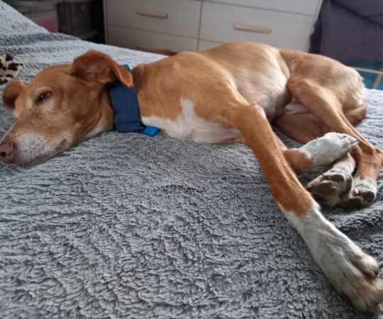 Cari (M) Pod senior/ Déjà en France en accueil dans le 60
