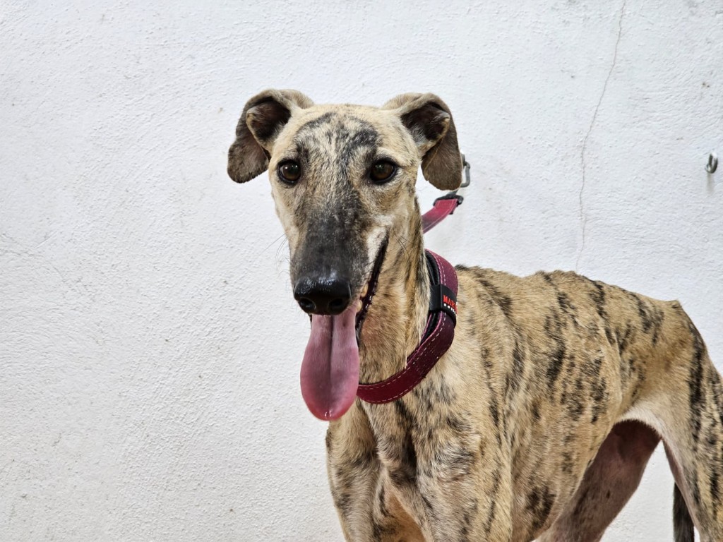 Clara (F) Refuge de Carmona