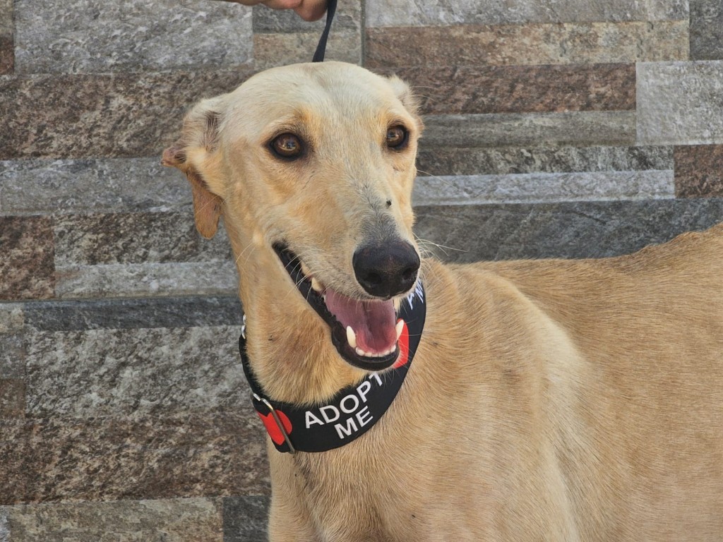 Estrella (F) Refuge de Carmona