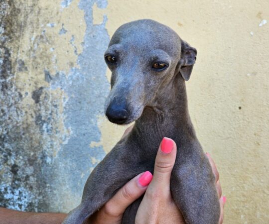 Laia (F) PLI / Refuge de Carmona Adoptée