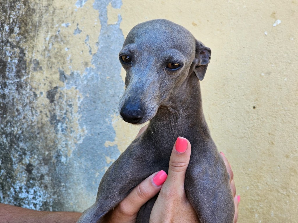 Laia (F) PLI / Refuge de Carmona Adoptée