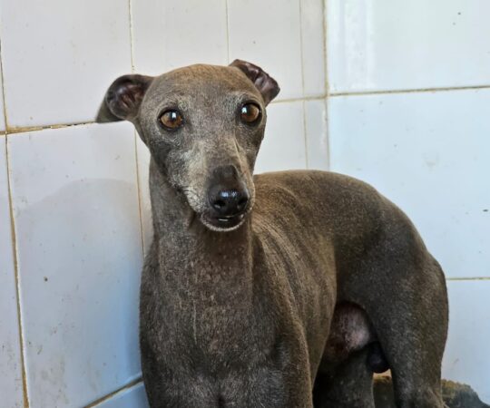 Leonides (M) PLI / Refuge de Carmona
