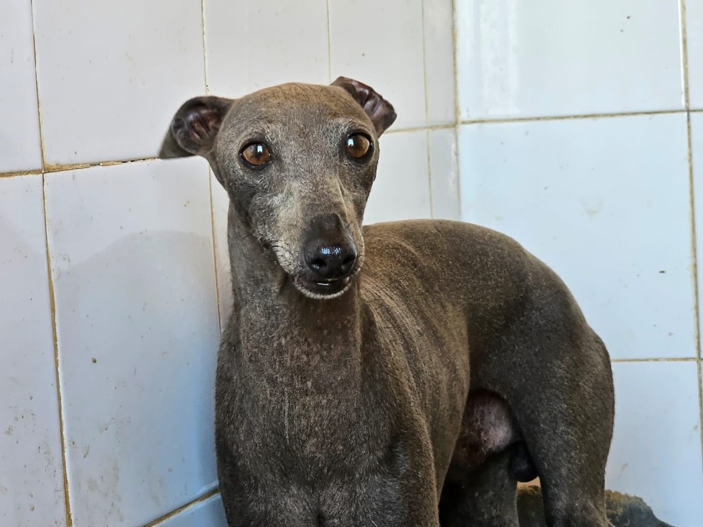 Leonides (M) PLI / Refuge de Carmona